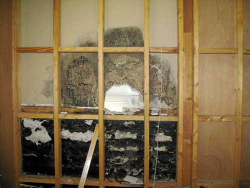 Mold: The Problem or The Symptom?
